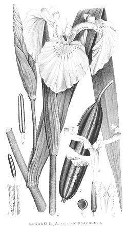 Обикновен блатняк (Caltha palustris). Многогодишно тревисто, отровно растение с кухо и гладко коренище, последователно разположени цели и назъбени по края листа.