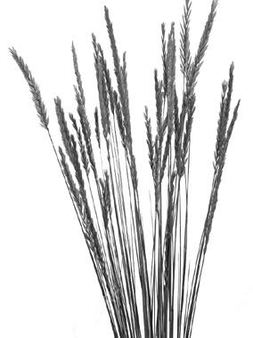 БИОРАЗНООБРАЗИЕ Пясъчен леймус (Leymus racemosus). Многогодишно житно растение, достигащо височина 40-140 см Листата са дълги до 50-60 см, тясно ланцетни, стоманено сиви.