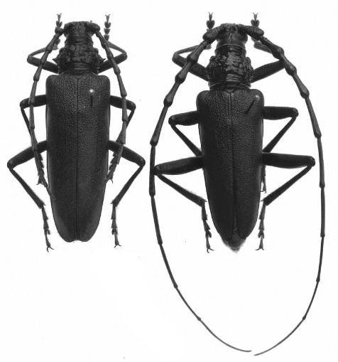 тялото е черно или кафяво-черно, антените са гребенести, а краката са снабдени с къси и остри шипове. Челюстите при мъжките са силно развити, извити навътре, а главата е голяма и по-широка от гърдите.