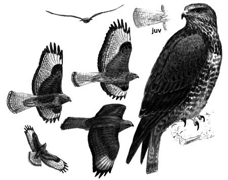 БИОРАЗНООБРАЗИЕ Работен лист: Ливадна екосистема Обикновен мишелов (Buteobuteo). Дължината на тялото му е 55 см, размаха на крилете 125 см и тежи 0,7-1,3 кг.