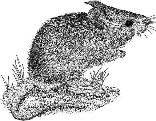Домашната мишка е светло сива или кафеникава на цвят, с по-тъмна горна част на тялото. Тялото им е дълго 15-19 см, като половината се пада на опашката.