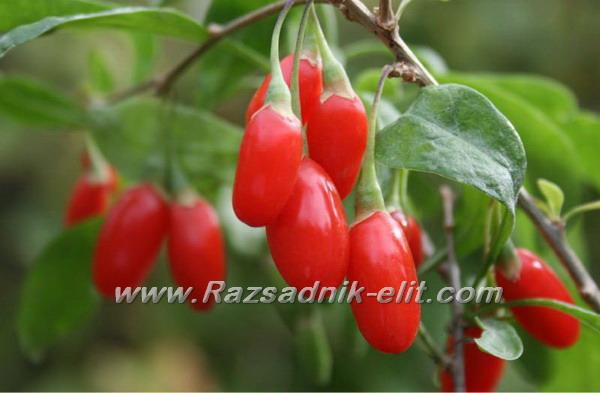 Годжи Бери Goji berry,лиций,мерджан,лициум,(lycium Barbarum,Lycium Chinense,Wolfberry) - азиатско растение от
