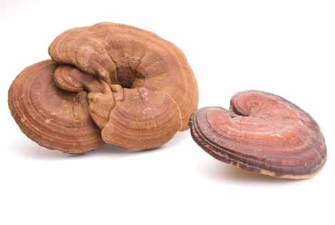 REISHI plus Гъбата Reishi Ganoderma licidum Рейши е лечебна гъба, използвана в Япония и Китай като традиционно лекарство от повече от 2000 години факт, който я прави първата гъба с приложение в