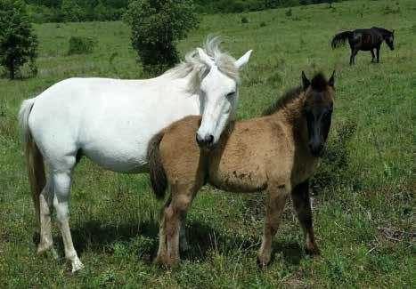 нежелана растителност. Стадо от каракачански коне, отглеждани свободно, се използва за тяхното поддържане и изпасване.