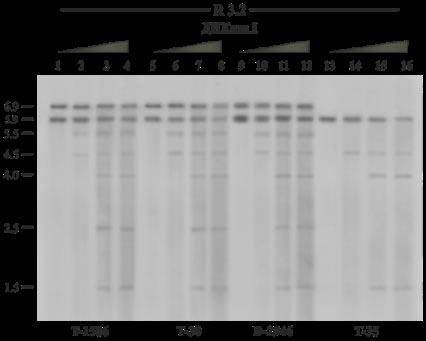 хиперчувствително място в ррнк гените от НОР6Н. Поради това, че фрагментът с дължина 1.5 кб присъства и в четирите линии, вероятно се генерира от хиперчувствително място в ррнк гените от НОР5Н. Фиг.