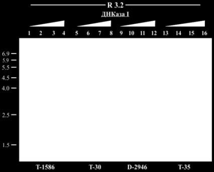 Хибридизацията беше проведена с белязана с 32 Р сонда R1.8, съдържаща част от МГС и част от 18S ррнк гена. Старт 1, 5, 9, 13 имитирано смилане, в отсъствие на ДНаза І; старт 2, 6, 10, 14-0.