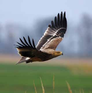 РАЗПРОСТРАНЕНИЕ Царският орел (Aquila heliaca) е една от най-редките птици днес популацията му в България наброява едва 29 двойки, повечето от които са в Югоизточна България: в районите на Сакар,