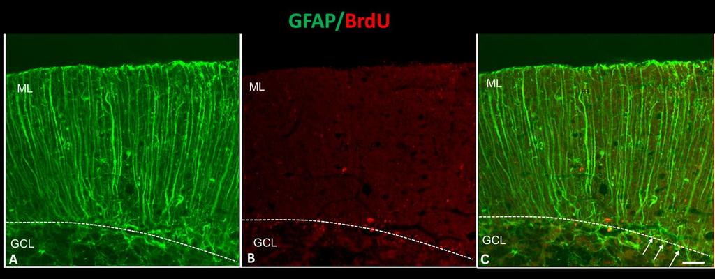Със стрелки са посочени GFAP(+)/BrdU(+) клетки; GCL-гранулозен слой; ML-молекуларен слой; bar, 20 µm: еднакъв за A, B, C и D, E, F.