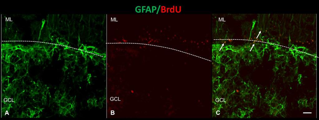 . Фиг. 5.33. Двойно GFAP/BrdU имунофлуоресцентно оцветяване в кората на малък мозък на маймуна от група D44(+). Със стрелки са посочени GFAP(+)/BrdU(+) клетки; bar, 20 µm.