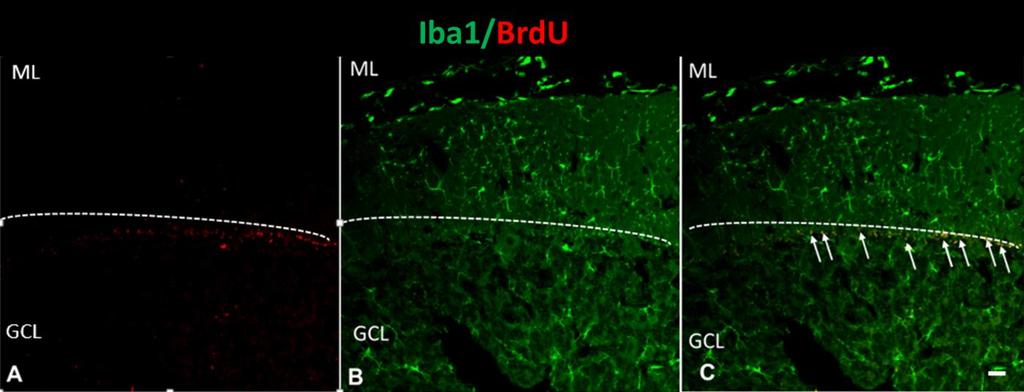 При група D44(+) се установи голям брой клетки с колокализация на BrdU и Iba1 (Фиг. 5.35)