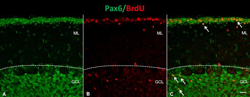 Фиг. 5.37. Двойно Pax6//BrdU имунофлуоресцентно оцветяване на малък мозък на новородена маймуна; GCL-гранулозен слой; ML-молекуларен слой; bar, 20 µm.