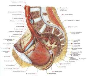 iliaca interna plexus hypogastricus superior