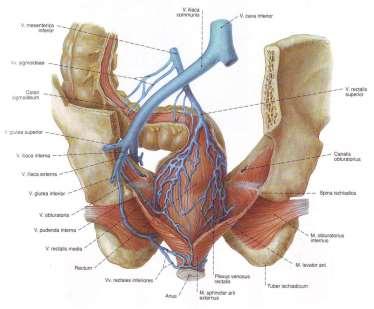 rectum анус, anus: m.