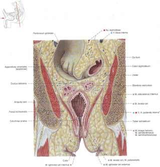 obturatorii interni медиална и горна fascia diaphragmatis pelvis inferior