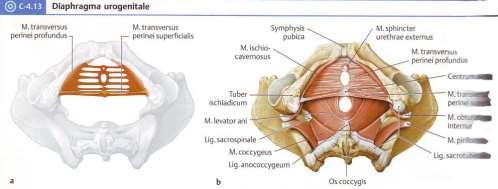 superficialis fascia penis (clitoridis) centrum tendineum