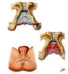 urogenitalis inferior spatium perinei profundum (diaphragma