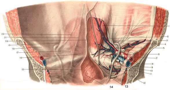 Пункция на пикочен мехур Peritoneum parietale anterius plica umbilicalis mediana