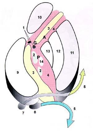 Capsula interna 1. Tractus corticonuclearis 2. Tractus corticospinalis 3. Tractus corticopontinus 4.