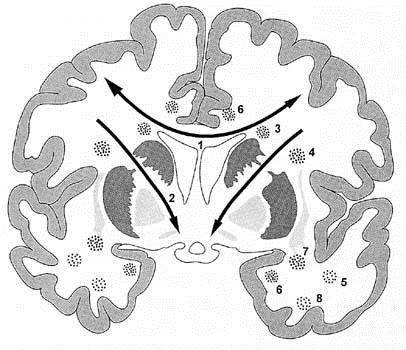 Бяло мозъчно вещество (фронтален пререз) 1. Corpus callosum 2. Capsula interna 3. Fasciculus occipitofrontalis superior 4.