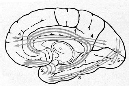Асоциативни влакна (медиална повърхност) 1. Cingulum 4. Fasciculus occipitofrontalis superior 2.
