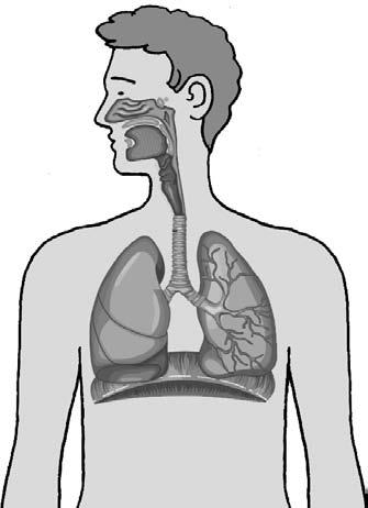 12. Запиши наименованията на органите на дишане на схемата. 13. Какви промени настъпват в човешкото тяло през пубертета?