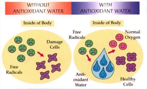 Йонизирана алкална вода и свободни радикали Най-лесният начин за предпазване от атаките на свободните радикали е йонизирана алкална