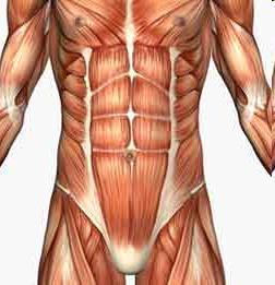 Мускулите на гърба поддържат изправеното положение на гръбначния стълб, участват в движението