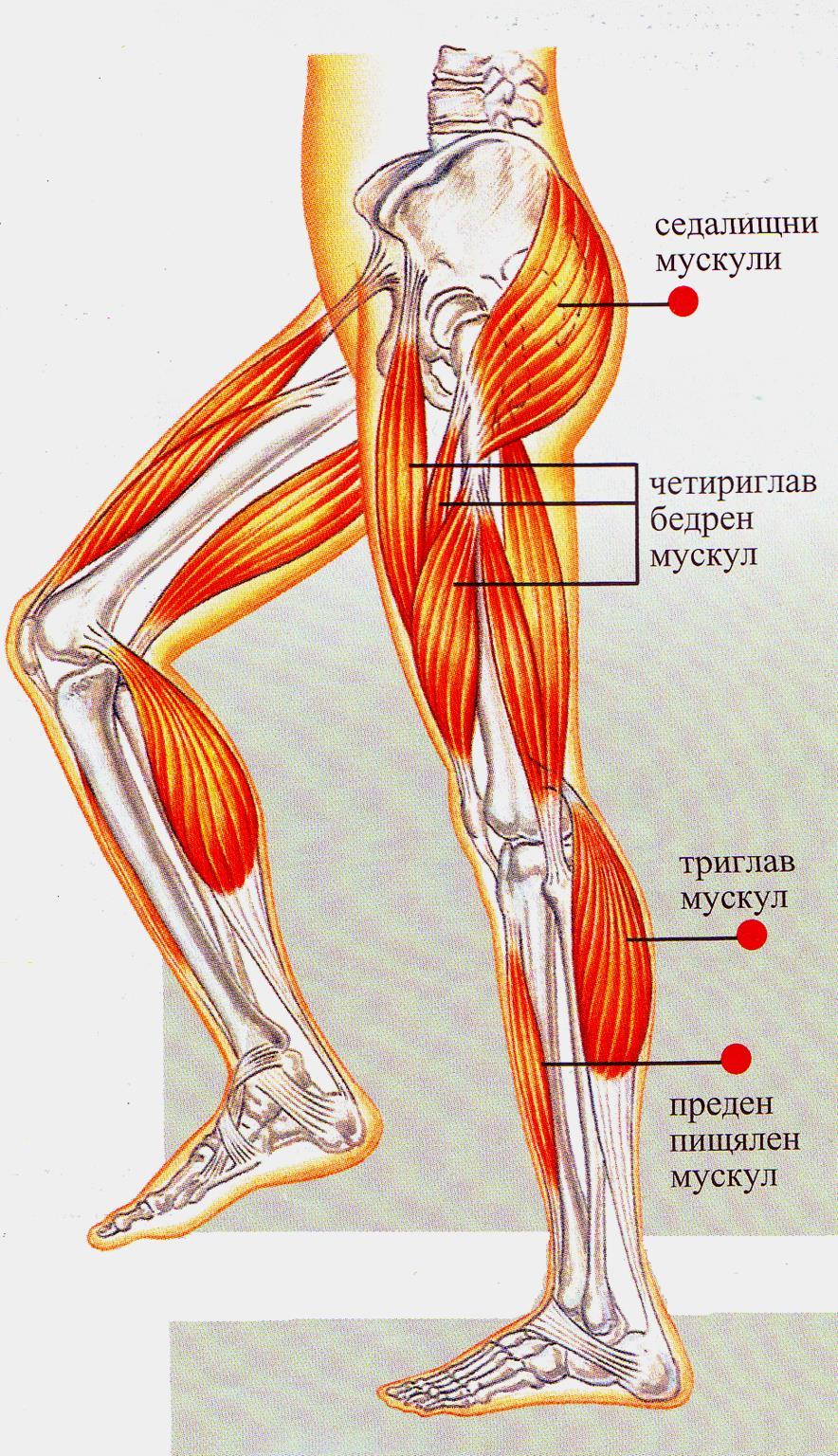 Основни групи мускули на долния крайник са: около тазодрената става (седалищните