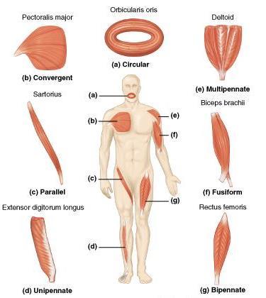 2. Видове мускули В зависимост от местоположението и функцията, която изпълняват, мускулите са много разнообразни по форма и размери.