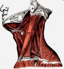 б/ мускули на шията мускули на шията Мускулите на шията