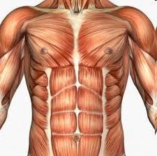 в/ мускули на туловището Мускулите на гърдите вземат участие при движенето на горния крайник и