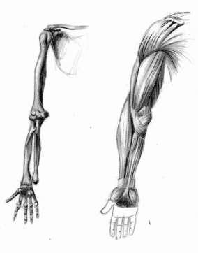 Топографска анатомия на горния крайник 1. Рамо regio deltoidea 2. Mишница regio brachii anterior et posterior 3.
