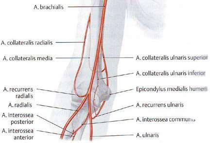 recurrens radialis a.