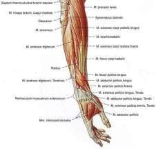 styloidei, ulnae et radii костно-фасциални леговища: предно предна мускулна група задно задна