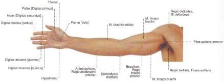 humeri epicondylus lateralis humeri