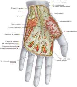 послоен строеж Длан на ръката, palma (vola) manus граници и ориентири: пред и между предкитковите кости,