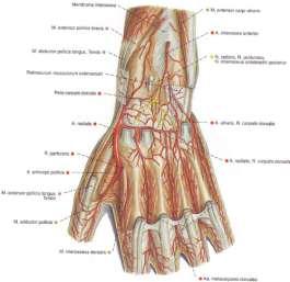 мускулен слой сухожилия на мускули-разгъвачи: mm.