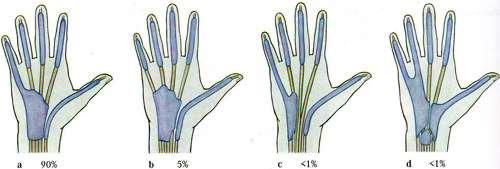 съдово-нервни снопове по два дланни и тилни: дланни