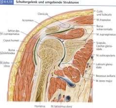 deltoideus: горна: spina et acromion scapulae clavicula