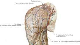 cutaneus brachii lateralis superior nn.
