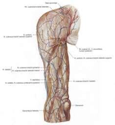 послоен строеж Plexus brachialis Предна област на мишницата, regio brachii anterior