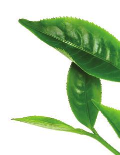 Зелен чай с Какао Всеизвестно е, че Зеленият чай е мощен антиоксидант.