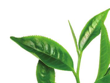 Употребата на зелен чай стимулира произвеждането на хормона норадреналин, който пък помага за бързото изгаряне на