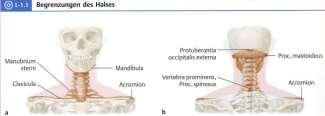occipitalis externa