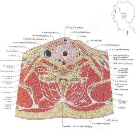 топография строеж Glandula thyroidea