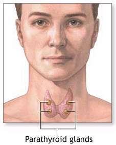 ектопични жлези: в щитовидна