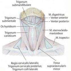 шията regio cervicalis (colli) anterior