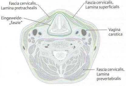 mediastinum anterius париетален лист vagina
