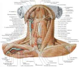 jugularis anterior повърхностни лимфни възли субментални и подчелюстни