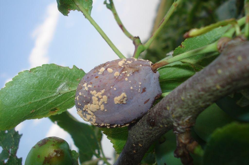 Късно кафяво гниене /Monilinia fructigena/ В областите: Видин, Кюстендил, Перник и Търговище по плодовете в сливовите насаждения е установено проявление на болестта.